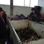2012 Radicchio