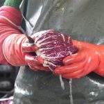 2012 Radicchio