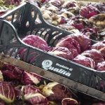 2012 Radicchio