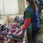 2012 Radicchio