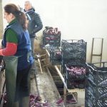 2012 Radicchio