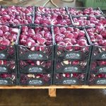 2012 Radicchio