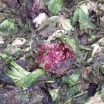 2012 Radicchio