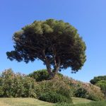 argentario 39